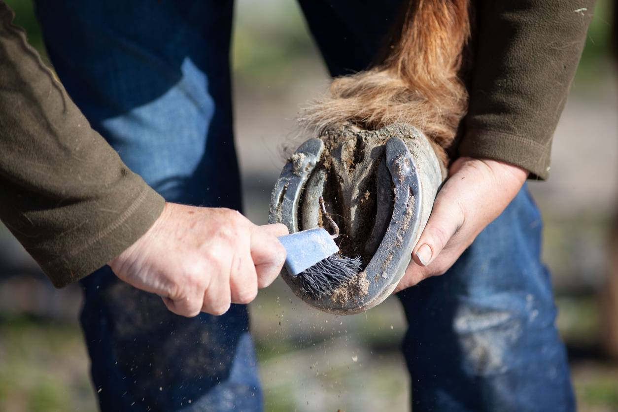 Matériel de maréchalerie